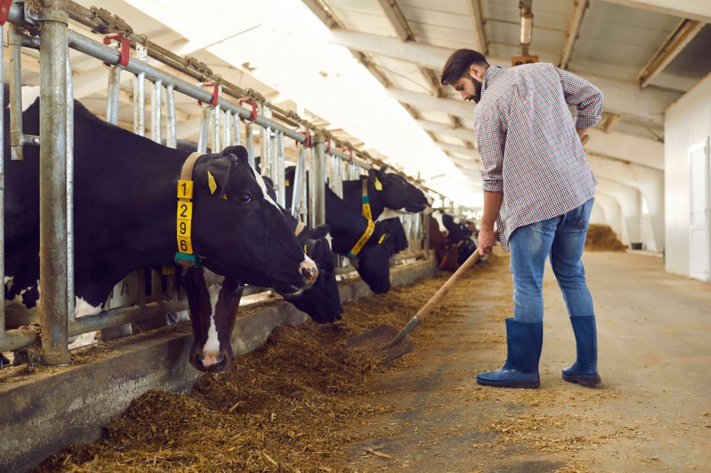 Eleveur bovins : Créer ou reprendre une exploitation agricole