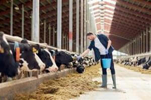 Homme donnant à manger à des vaches 