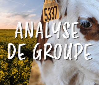 analyse de groupe 2026