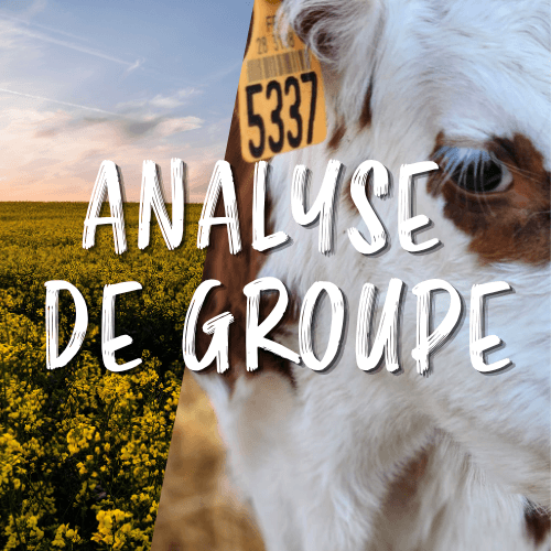 analyse de groupe 2026